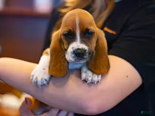 Basset Hound dogs Oscar - Ad 6