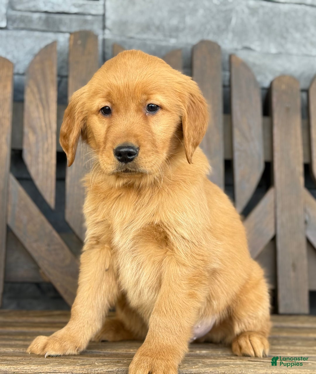 Golden Retriever dogs for sale: Rocky - Ad 3