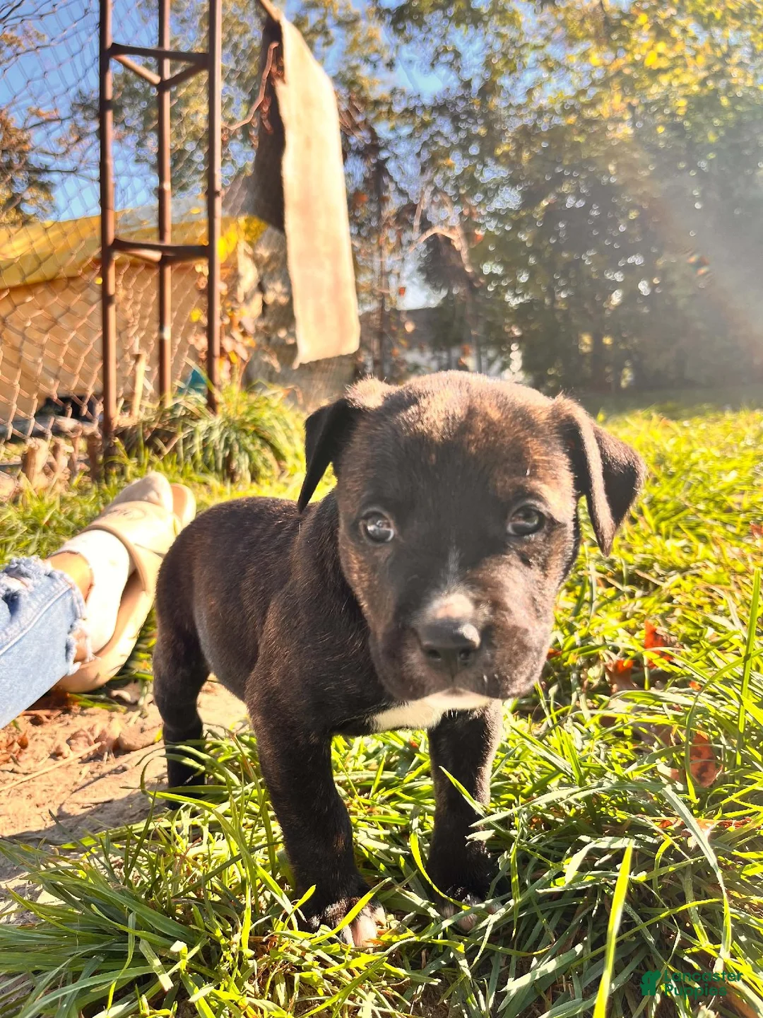 Mixed Breed dogs for sale: Boy 1 - Ad 2