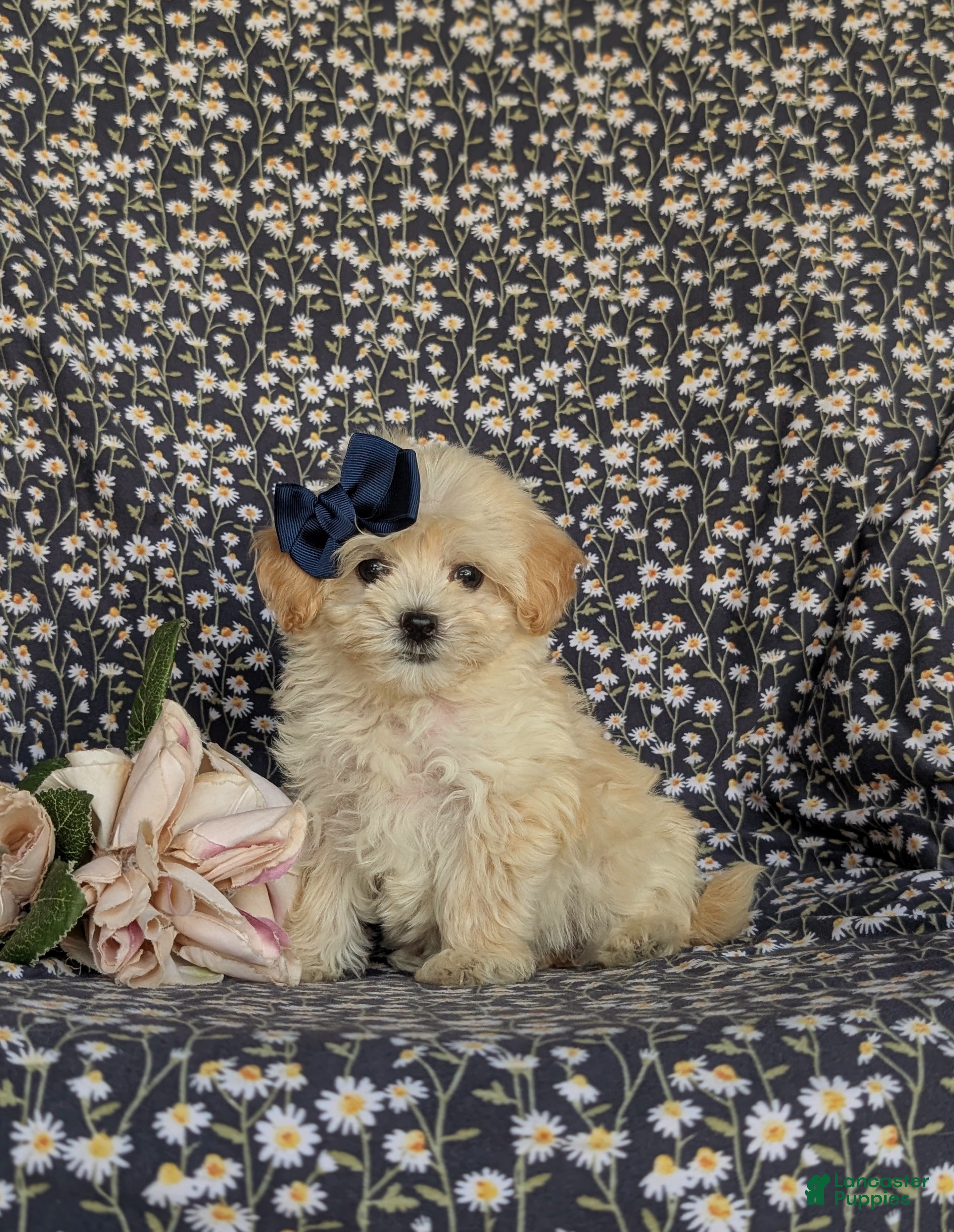 Maltipoo dogs Buffy 8 lbs Full Grown - Ad 1