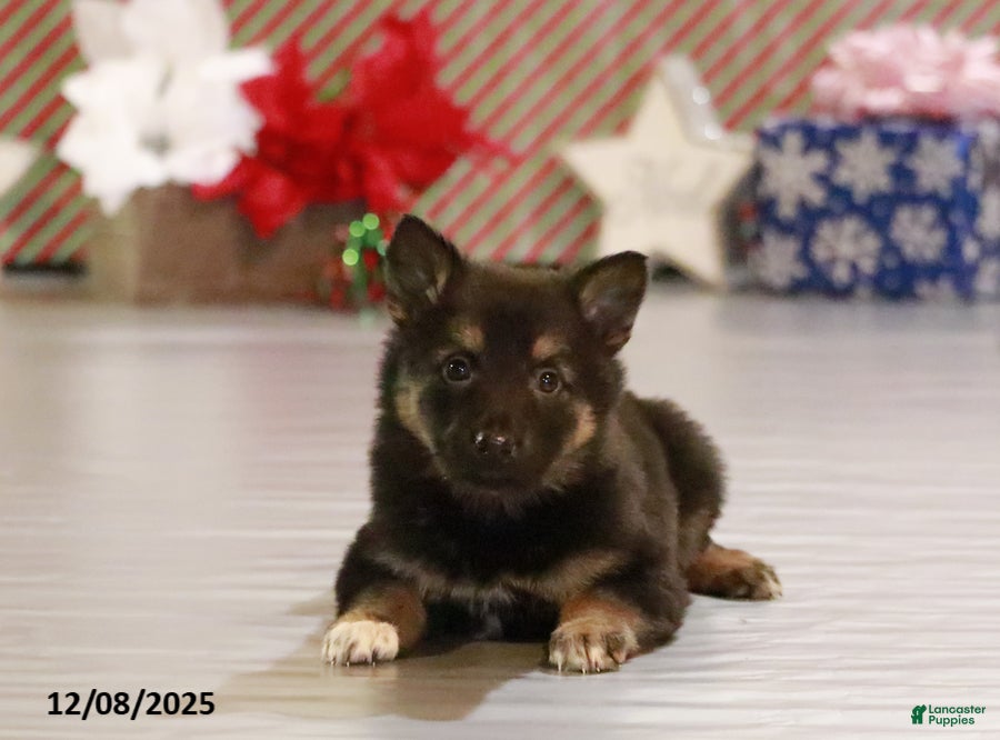 German Shepherd dogs Zena - Ad 37