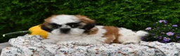 Teddy Bear dogs for sale: Tyler - Ad 4