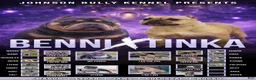 American Bully dogs for sale: Fawn Male - Ad 4