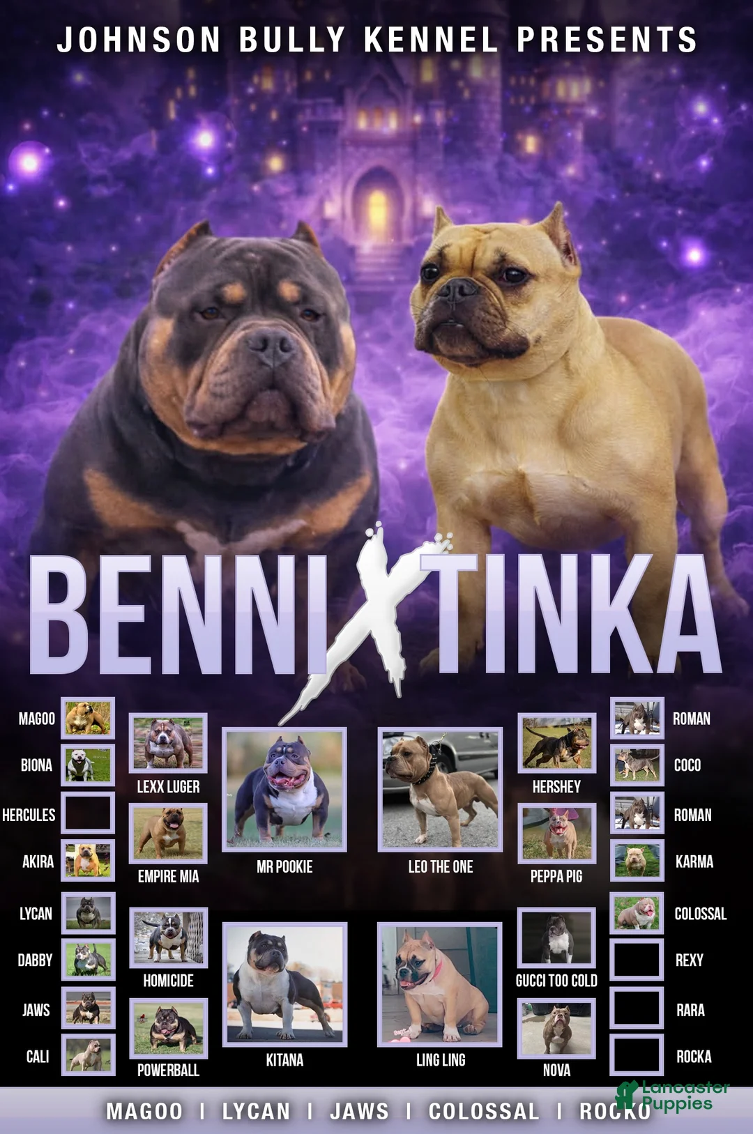 American Bully dogs for sale: Fawn Male - Ad 4