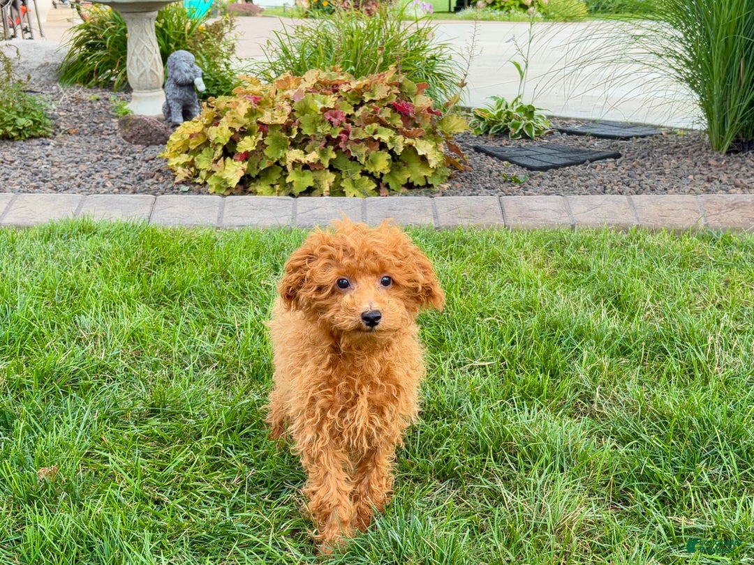 Maltipoo dogs for sale: Gary - Ad 5