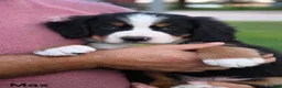 Bernese Mountain Dog dogs for sale: Max - Ad 6