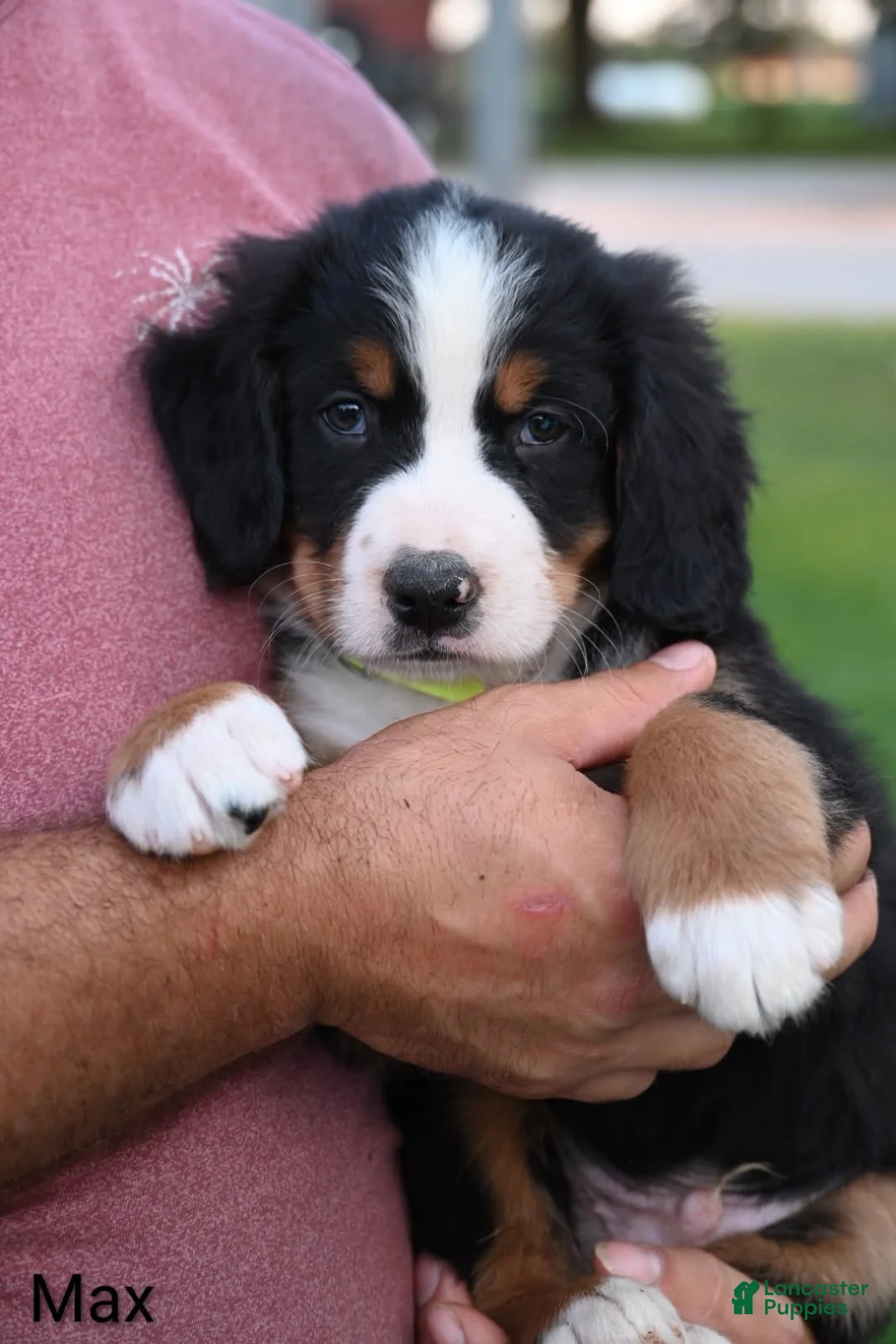 Bernese Mountain Dog dogs for sale: Max - Ad 6