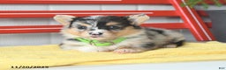 Welsh Corgi Pembroke dogs for sale: Fluffy Bubble Gum - Ad 7