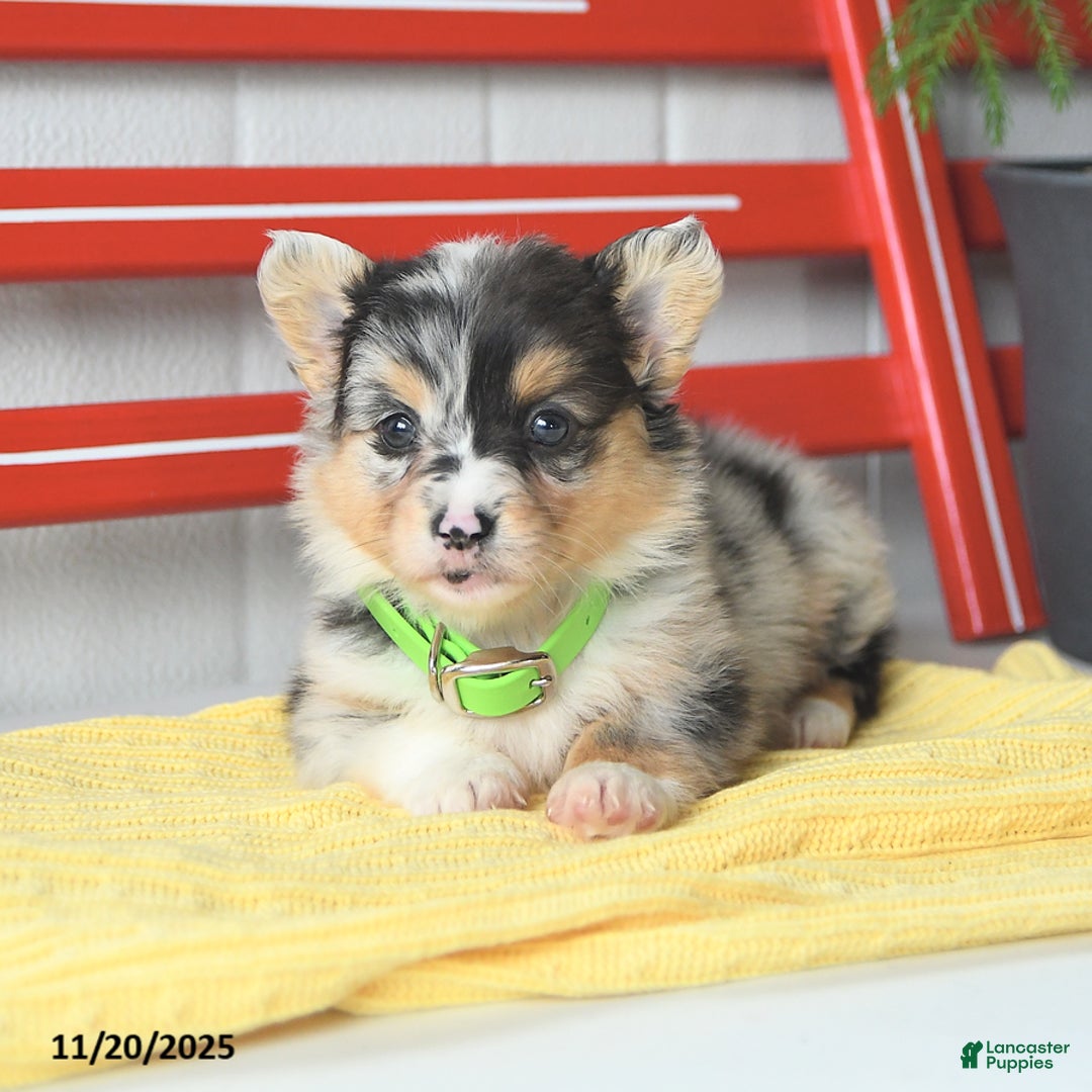 Welsh Corgi Pembroke dogs for sale: Fluffy Bubble Gum - Ad 7