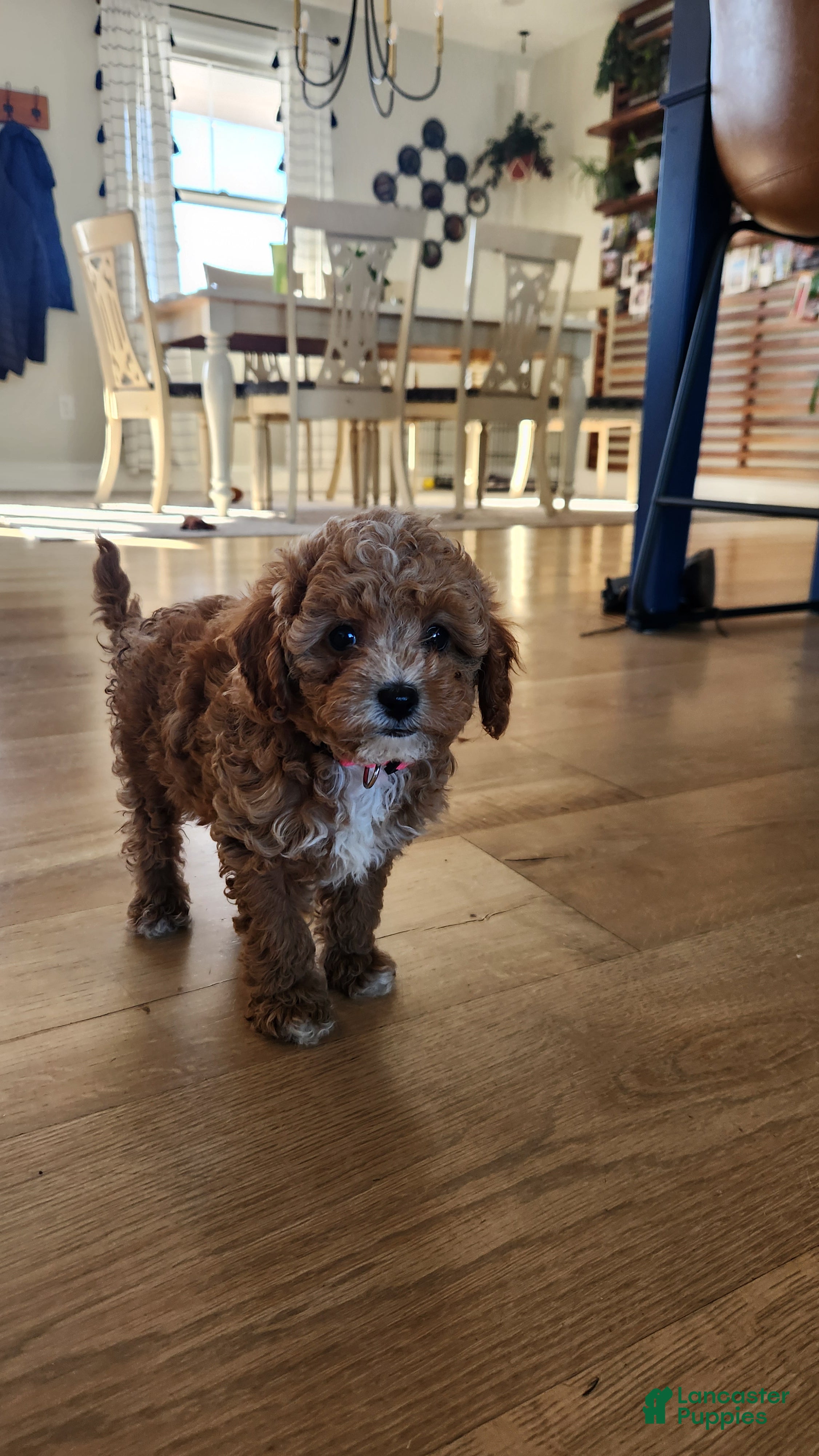 Cavapoo dogs Maggie - Ad 7