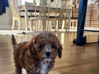 Cavapoo dogs Maggie - Ad 19