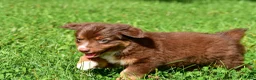 Miniature Australian Shepherd dogs for sale: Izzy - Ad 6