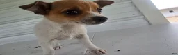 Chihuahua dogs for sale: Maya - Ad 3