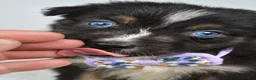 Australian Shepherd dogs for sale: Beverly  - Ad 3