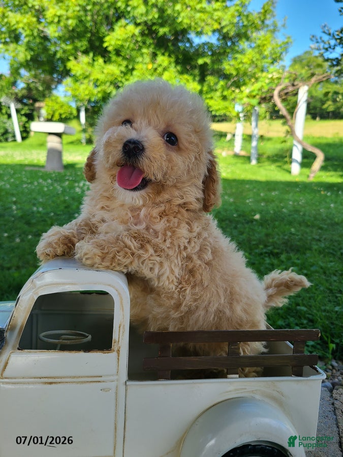 Bichpoo dogs Lincoln - Ad 1