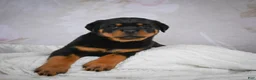 Rottweiler dogs for sale: Monarch - Ad 8