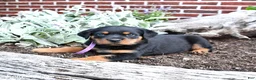 Rottweiler dogs for sale: Birdie - Ad 4