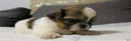 Shih Tzu dogs for sale: Link - Ad 3
