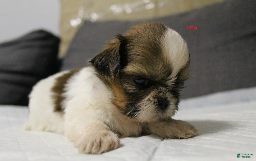 Shih Tzu dogs for sale: Link - Ad 3