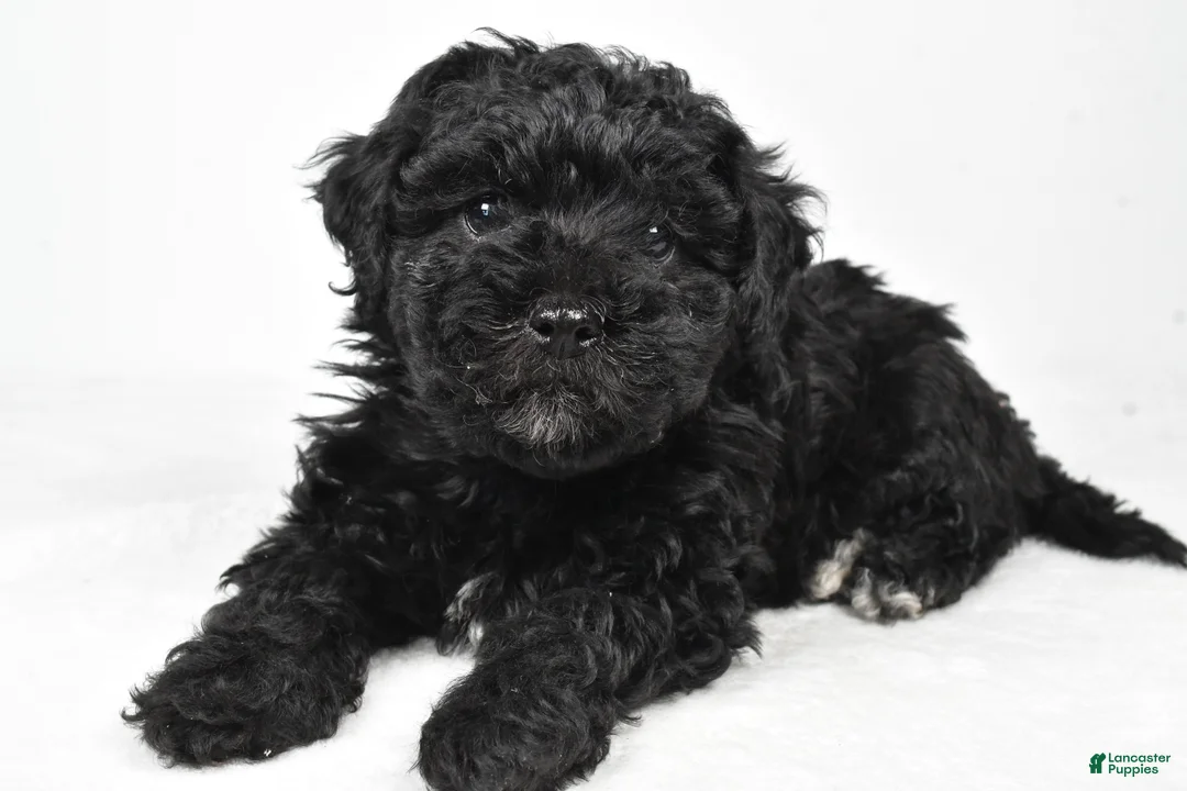 Yorkiepoo dogs for sale: Rosa - Ad 8