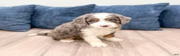 Mini Bernedoodle dogs for sale: Scarlett - Ad 8