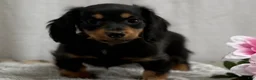 Miniature Dachshund dogs for sale: Spunky - Ad 6