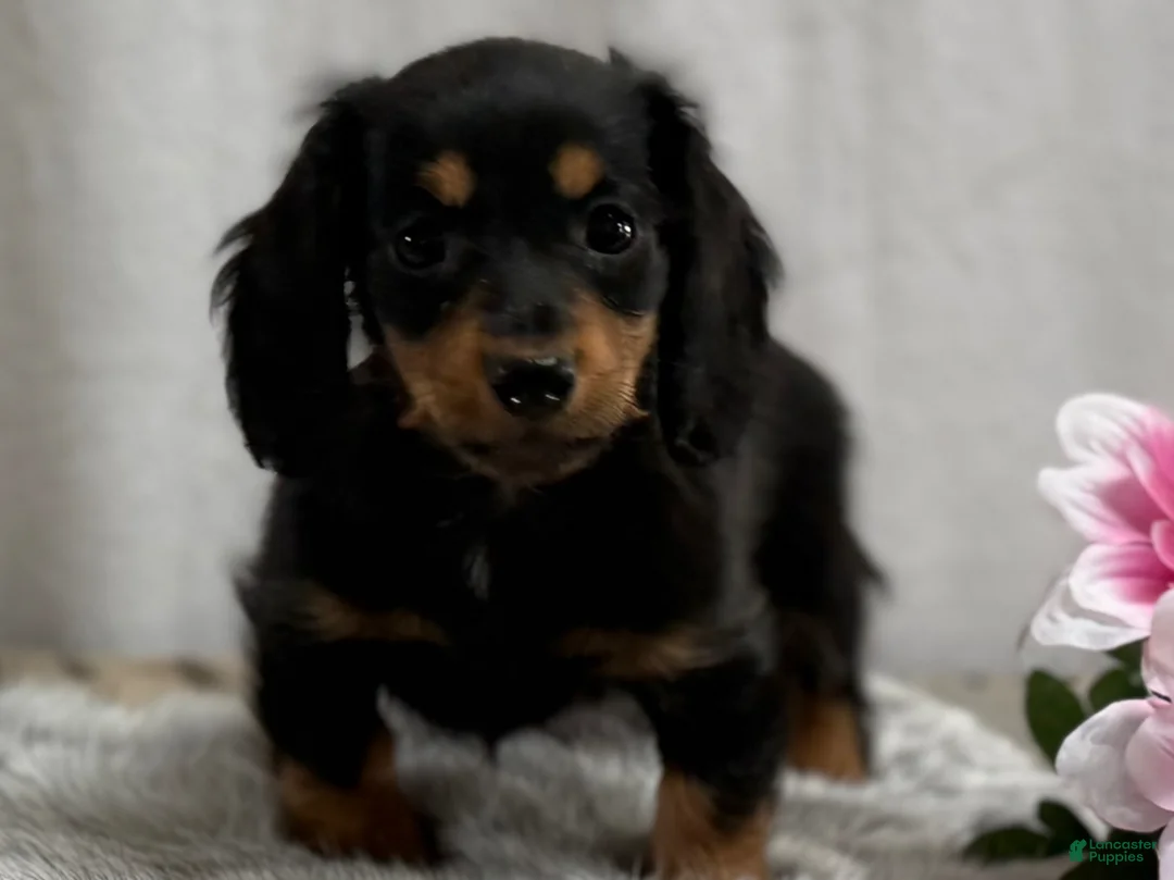 Miniature Dachshund dogs for sale: Spunky - Ad 6