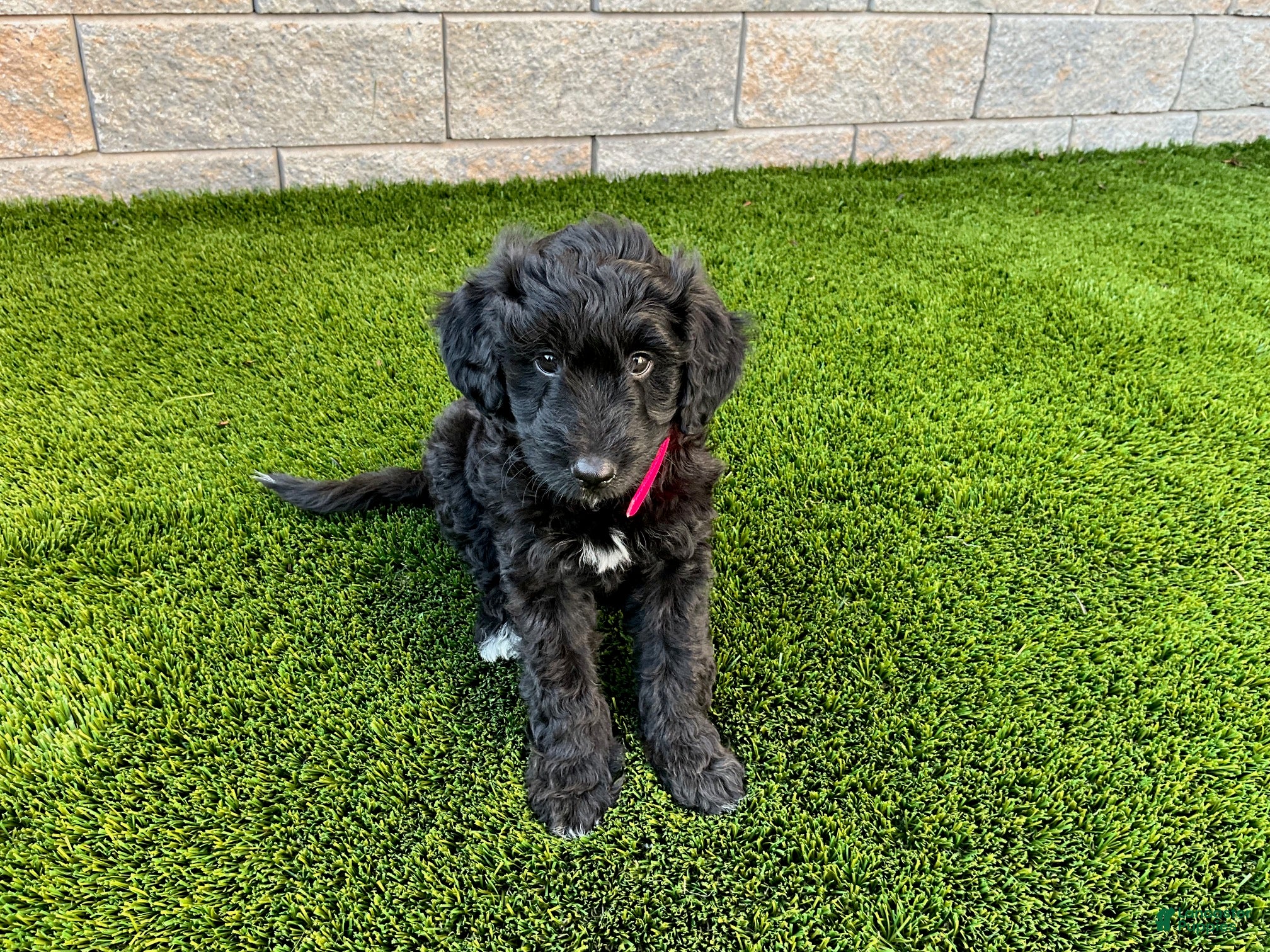 Sheltiedoodle dogs Mya - Ad 1
