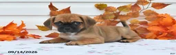 Puggle dogs for sale: Amy - Ad 2