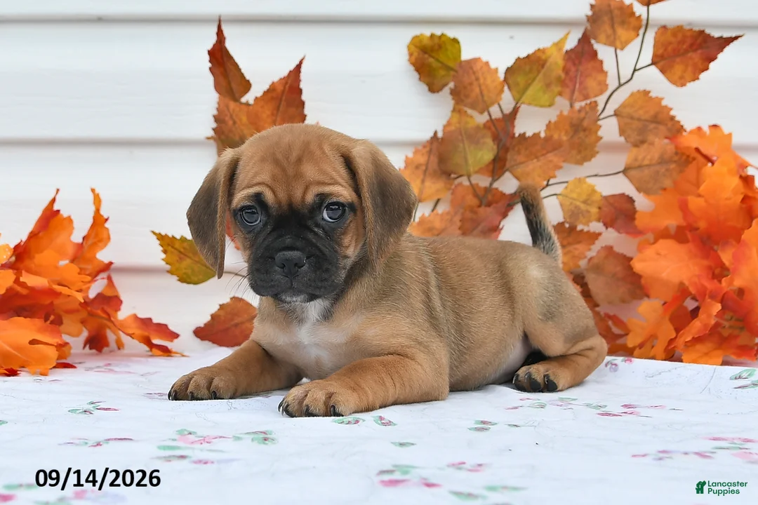Puggle dogs for sale: Amy - Ad 2