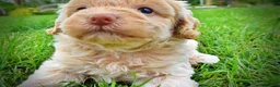 Havapoo dogs for sale: Valor - Ad 10