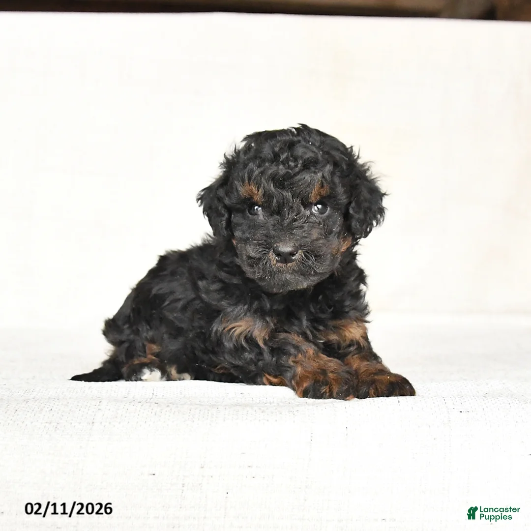 Mini Goldendoodle dogs for sale: Gracie - Ad 3