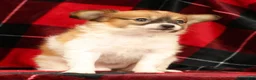 Papillon dogs for sale: Mandy - Ad 5