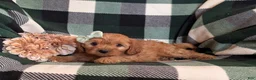 Cavapoo dogs for sale: Clara - Ad 5
