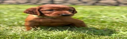 Irish Setter dogs for sale: Light green collar  - Ad 1