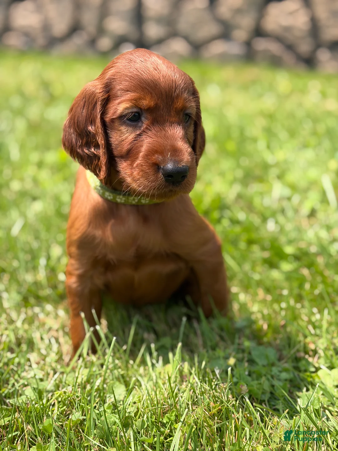 Irish Setter dogs for sale: Light green collar  - Ad 1