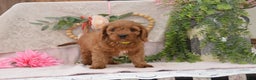 Cavapoo dogs for sale: Jeffrey - Ad 4