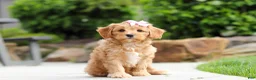 Cavapoo dogs for sale: Hazel - Ad 1