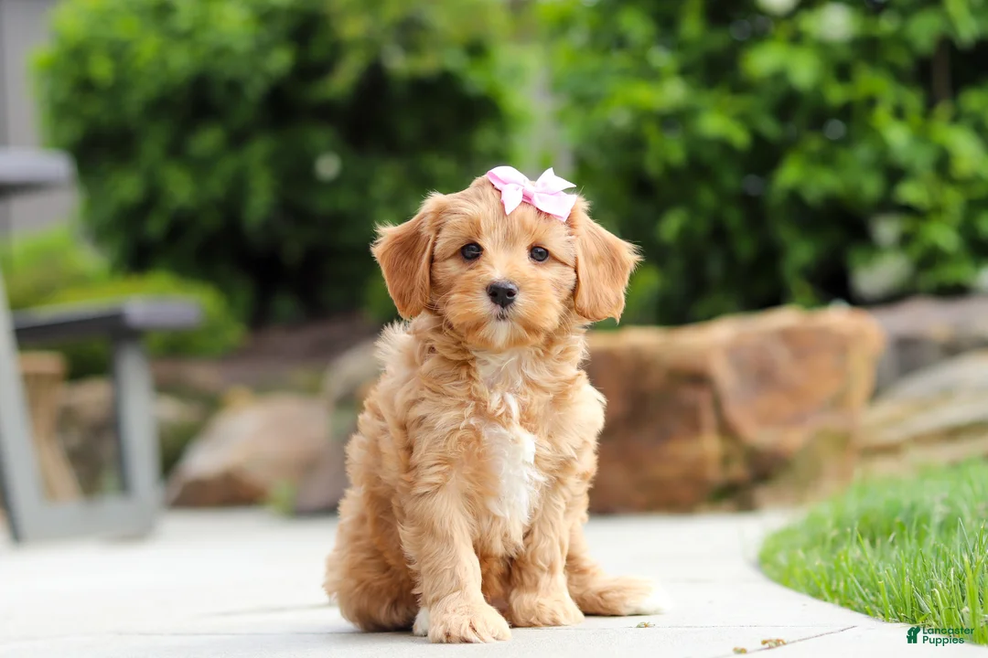 Cavapoo dogs for sale: Hazel - Ad 1