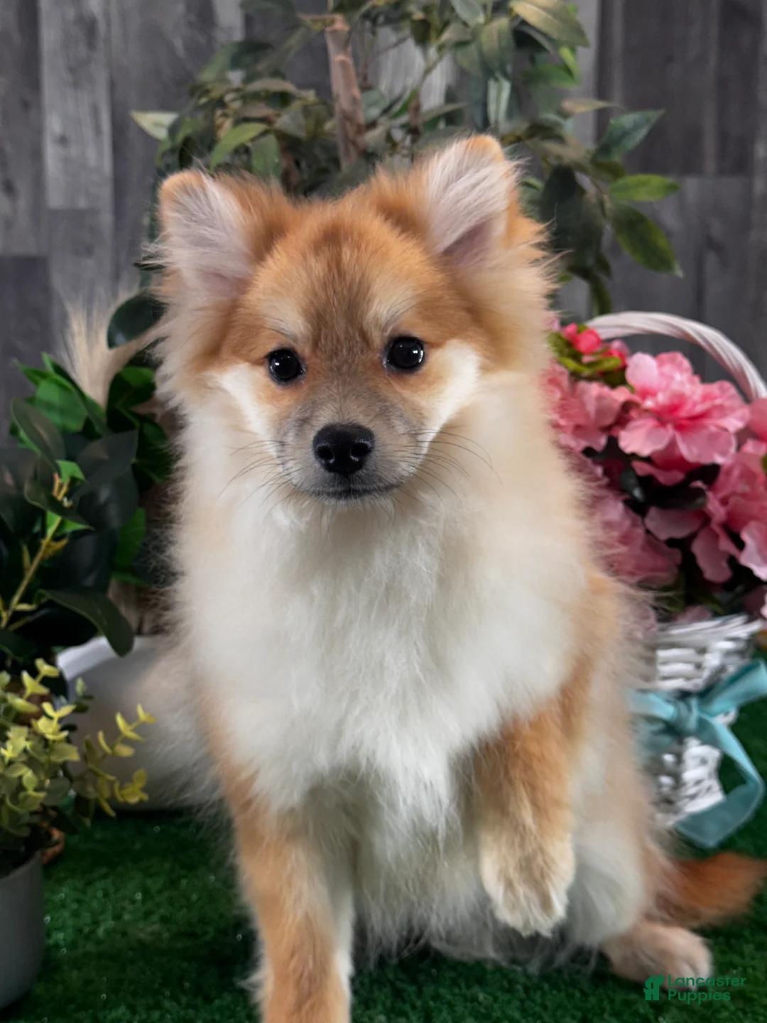 Pomeranian dogs for sale: Paddy - Ad 1