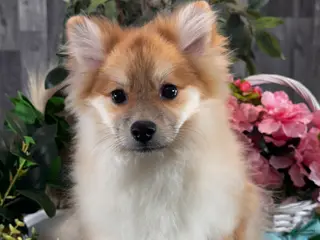 Pomeranian dogs Paddy - Ad 42