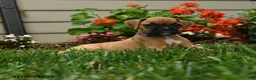 Boxer dogs for sale: Rosemary - Ad 4