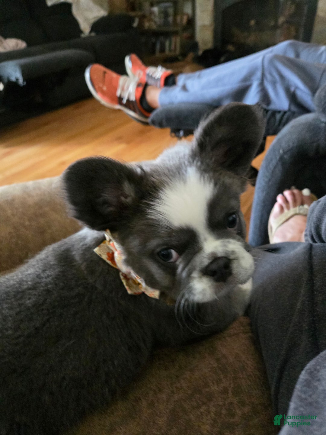 French Bulldog dogs for sale: Londi - Ad 5