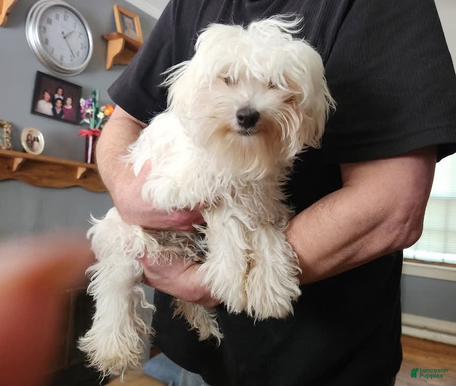 Maltese dogs Sophie  - Ad 1