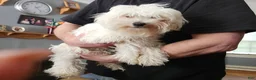 Maltese dogs for sale: Sophie  - Ad 1