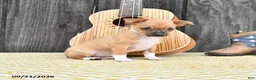 Chihuahua dogs for sale: Jester - Ad 4