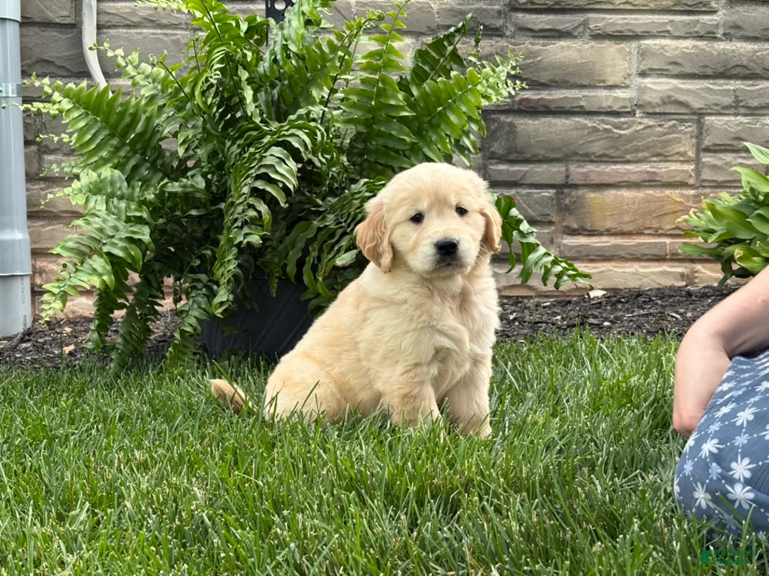 Golden Retriever dogs for sale: Milo - Ad 2