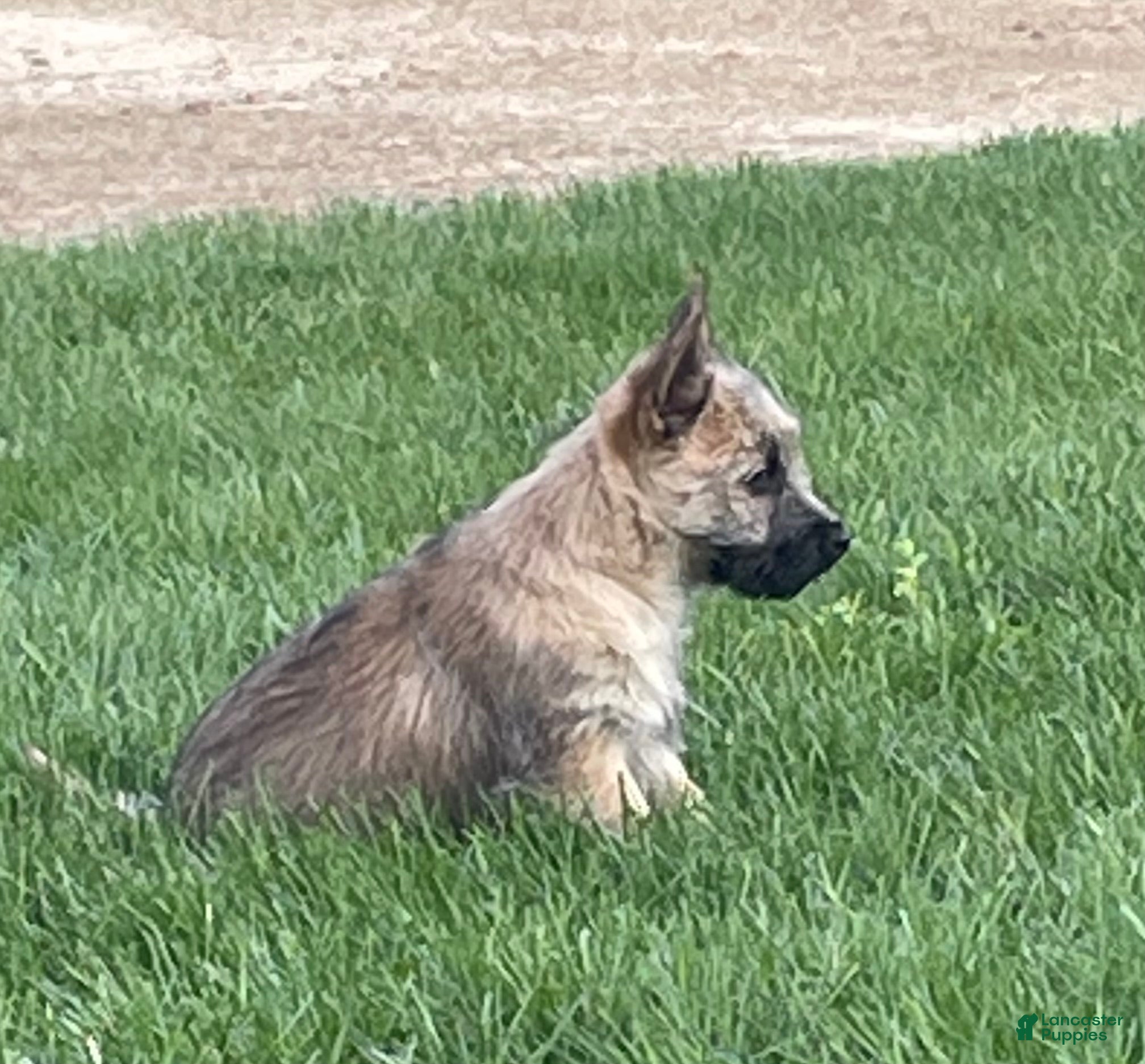 Cairn Terrier dogs  Sparky - Ad 2
