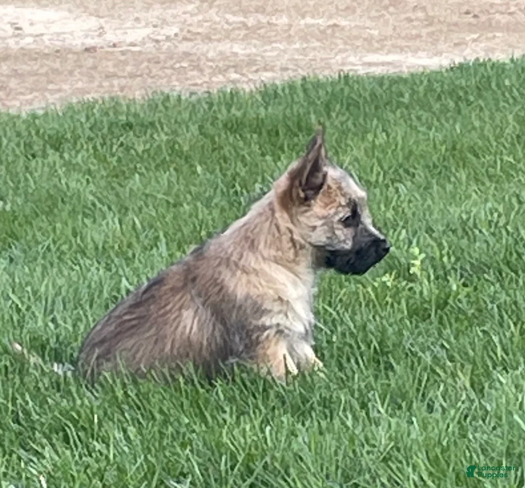 Cairn Terrier dogs for sale:  Sparky - Ad 2