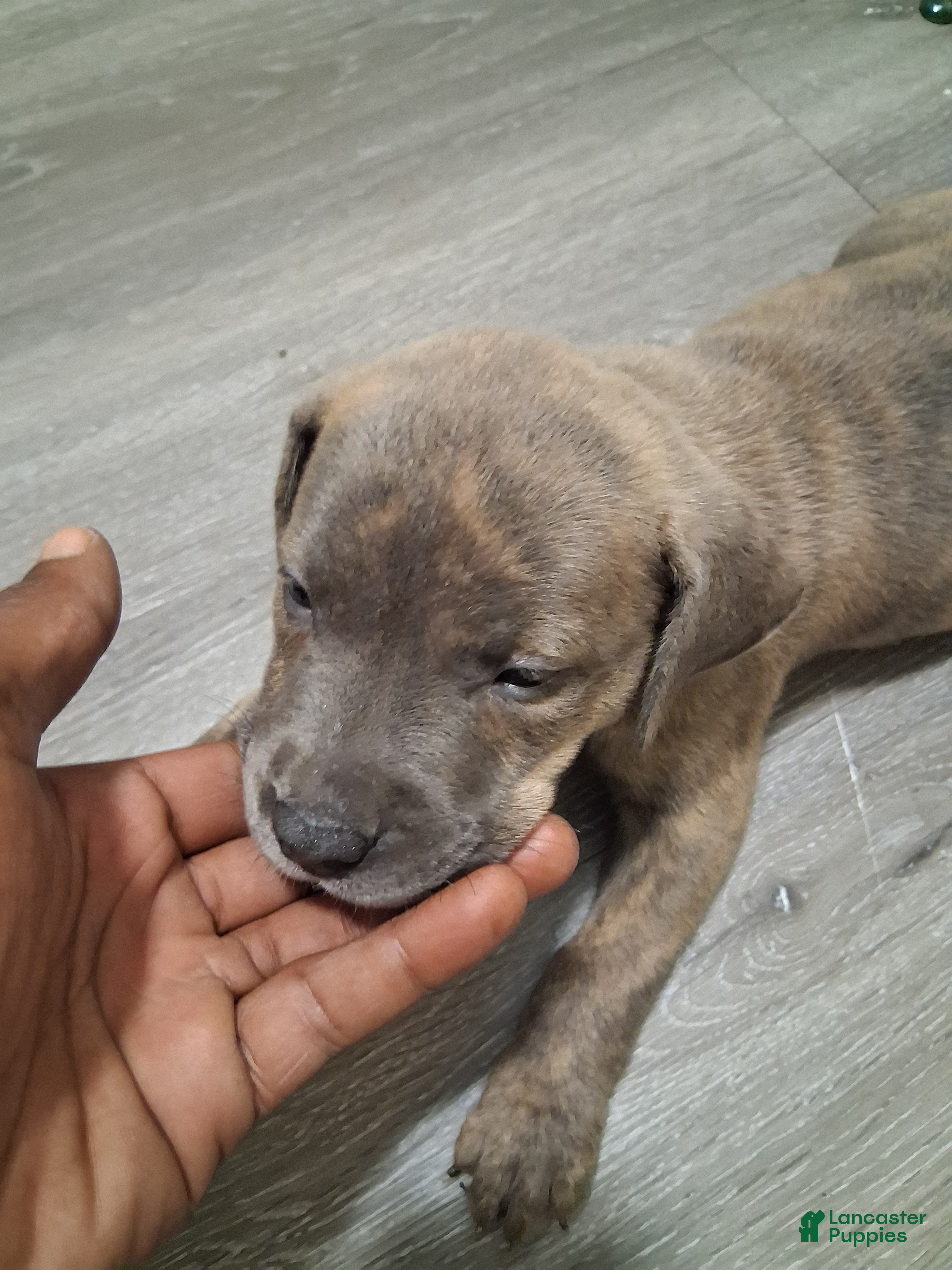 American Pit Bull Terrier dogs American Pit Bull Terrier 4 - Ad 28